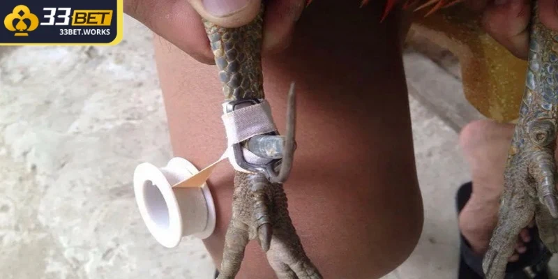 Cách Băng Cựa Gà Chuẩn Xác – Hướng Dẫn Chi Tiết Cho Kê Thủ 2 Lựa chọn cách băng cựa phù hợp với từng loại gà chiến khác nhau