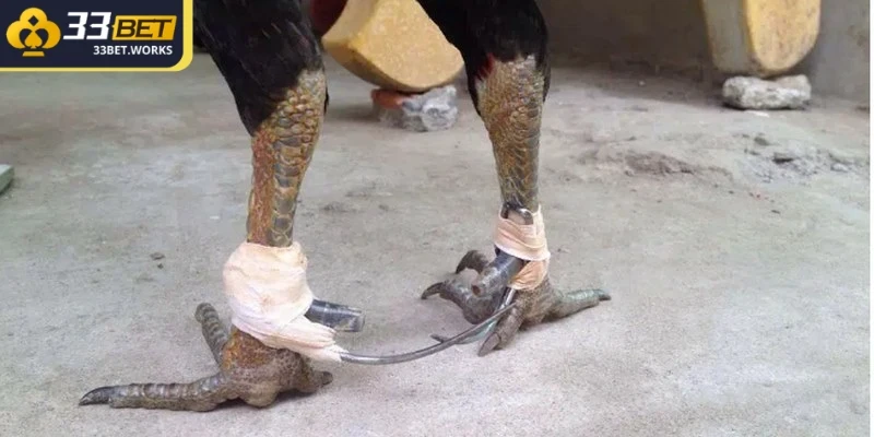 Cách Băng Cựa Gà Chuẩn Xác – Hướng Dẫn Chi Tiết Cho Kê Thủ 3 Trước khi tiến hành quấn băng cựa cho gà đá cần lưu ý một số điểm quan trọng