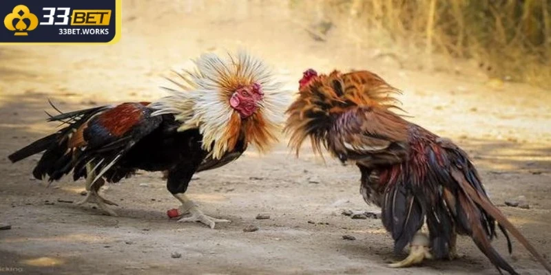 Cách chọn gà đá thông qua mắt cho thấy dấu hiệu của một chiến kê tinh anh