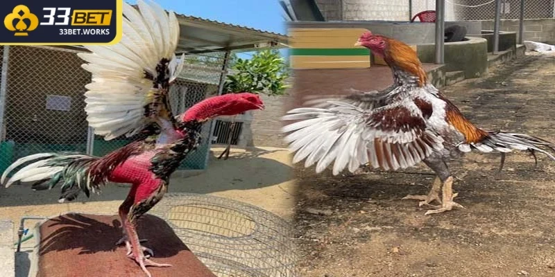 Cách chọn gà nhờ quan sát phần đầu tiết lộ rất nhiều về tiềm năng chiến đấu