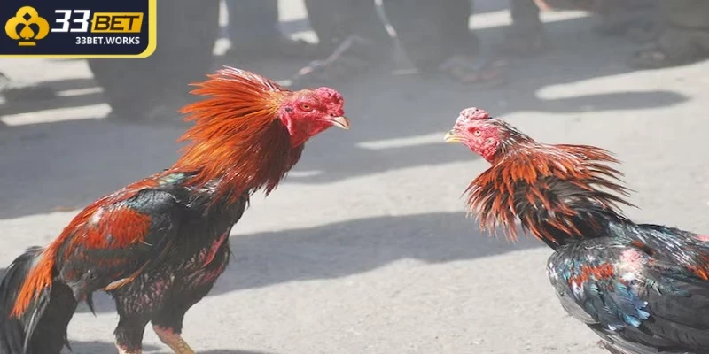 Đá Gà 12 Con Giáp Với Bí Quyết Vàng Từ Chuyên Gia 3 Hướng dẫn tham gia đá gà 12 con giáp tại 33BET