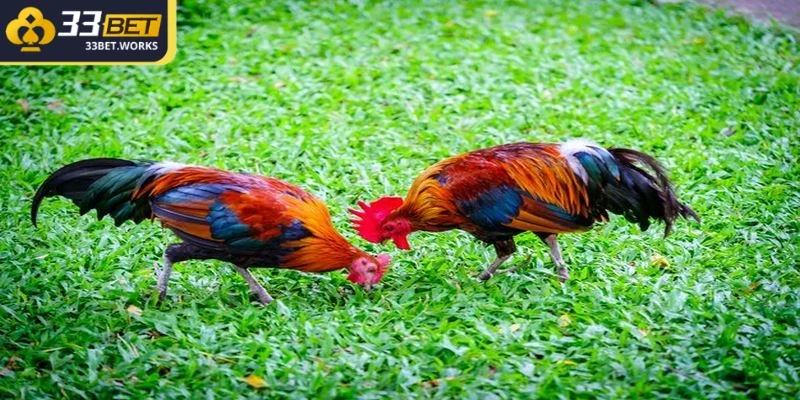 Đá Gà 12 Con Giáp Với Bí Quyết Vàng Từ Chuyên Gia 1 Đá gà 12 con giáp có nghĩa là khách hàng phải dựa vào yếu tố phong thủy