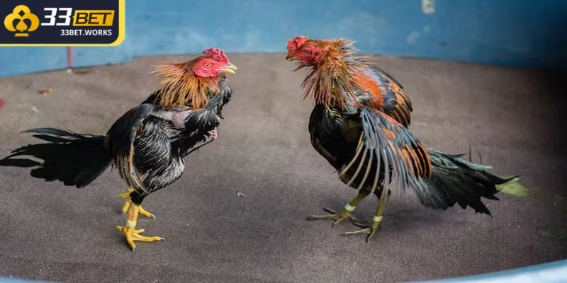 Đá Gà Cựa Tròn – Bật Mí Mẹo Chơi Khó Có Thể Bỏ Lỡ 1 Đá gà cựa tròn là một hình thức đá gà được đông đảo kê thủ yêu thích