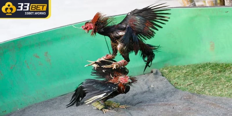 Đá Gà Cựa Tròn – Bật Mí Mẹo Chơi Khó Có Thể Bỏ Lỡ 3 Tránh cược quá nhiều trận trong cùng một ngày