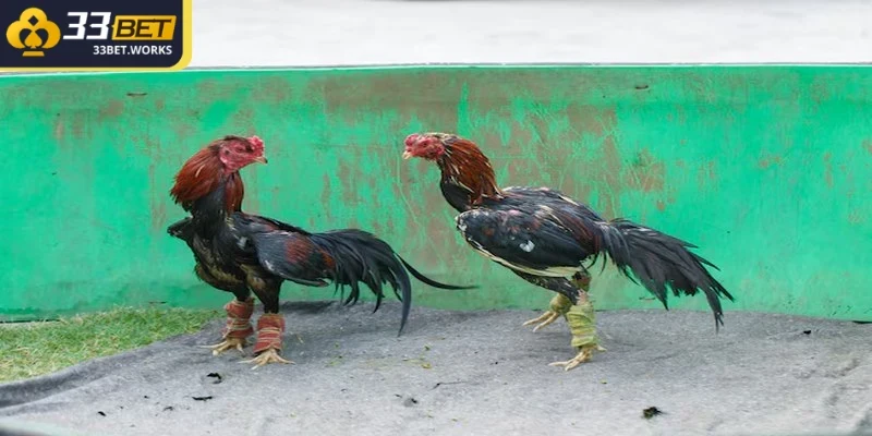 Đá Gà Cựa Tròn – Bật Mí Mẹo Chơi Khó Có Thể Bỏ Lỡ 2 Chiến kê được chọn thi đấu phải tuân thủ một số quy định