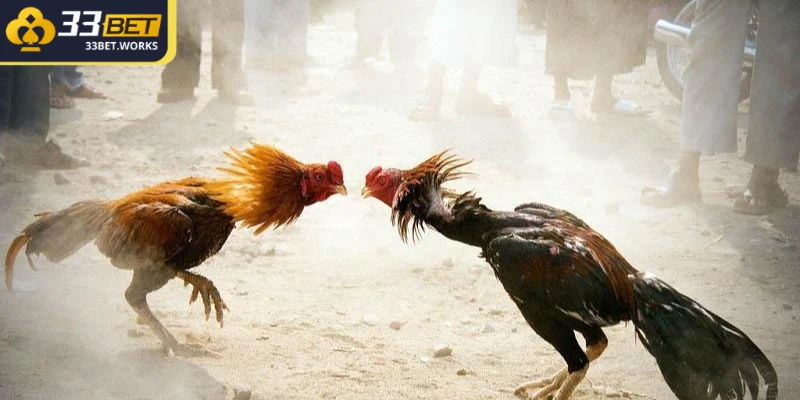 Chọi gà Campuchia thu hút số lượng kê thủ theo dõi đông đảo