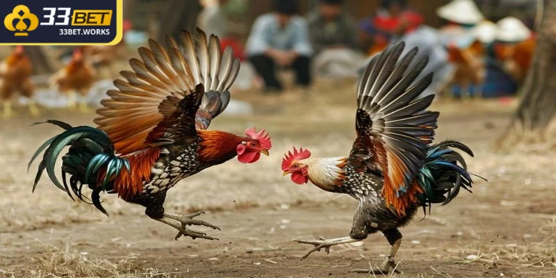 Người chơi có thể cá cược vào nhiều yếu tố trong trận đấu đá gà Campuchia