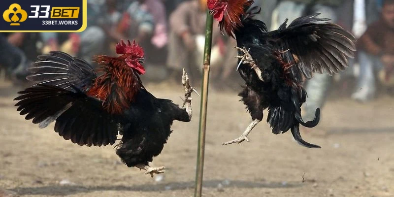 Đá gà cựa tròn là một thể thức đá gà đặc biệt