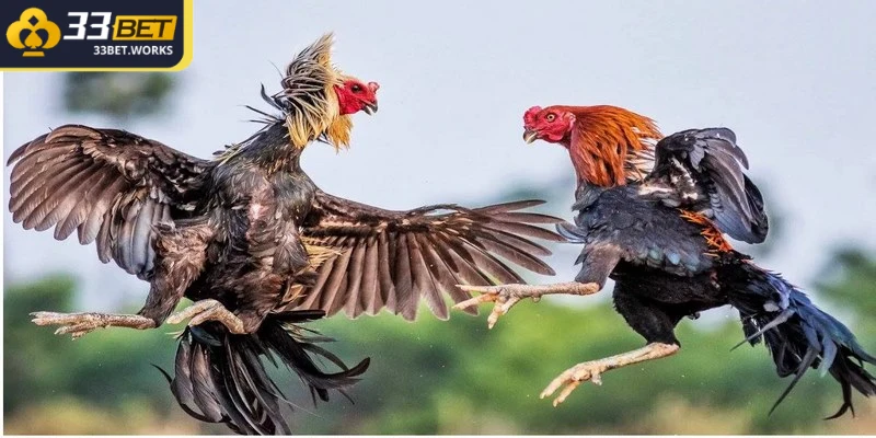 Đá gà cựa tròn mang đến cho người chơi những trận đấu đầy kịch tính